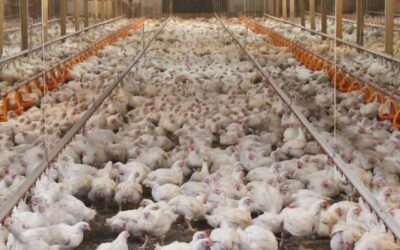 La ciencia detrás del bienestar avícola: cómo BeFeed enfrenta los desafíos del verano argentino