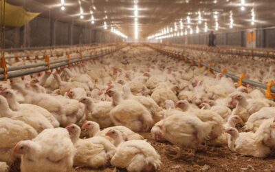 Controle da amônia na produção avícola: impacto produtivo, sanitário e estratégias de intervenção na cama