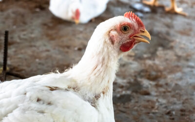 BeFeed propone herramientas y estrategias para gestionar el estrés térmico en producción animal