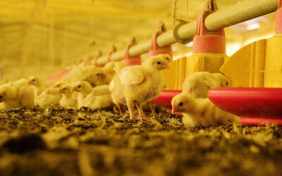 Una salud: el nuevo paradigma que empuja a la avicultura argentina a reducir antibióticos y apostar por alternativas naturales
