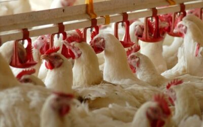 Planificación, innovación y sustentabilidad: la apuesta de BeFeed para enfrentar el invierno