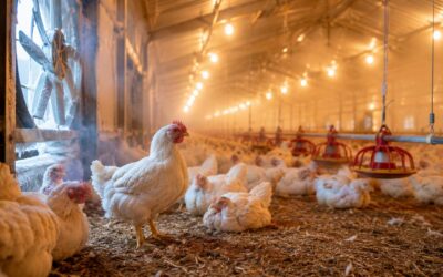 Desafíos de invierno en la producción avícola: cómo proteger el ambiente y la salud de las aves