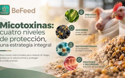 Micotoxinas: cuatro niveles de protección, una estrategia integral